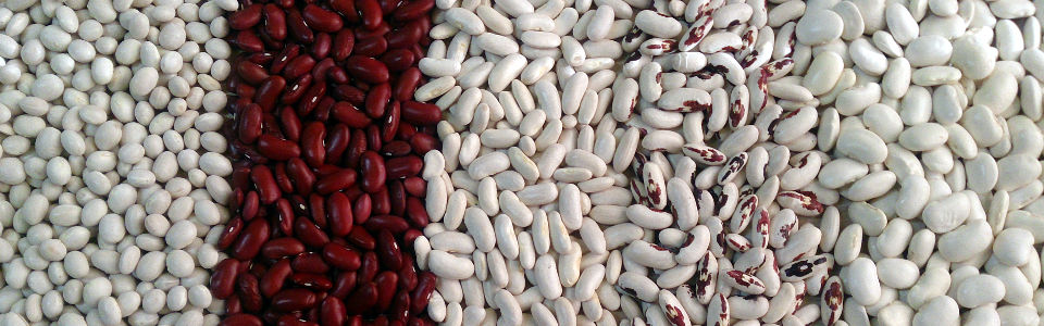 Beans